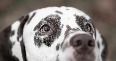 Mehr Freiheit für den Hund
