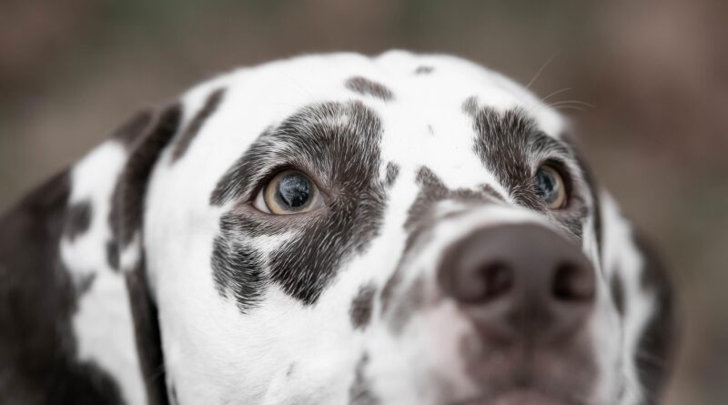 Mehr Freiheit für den Hund