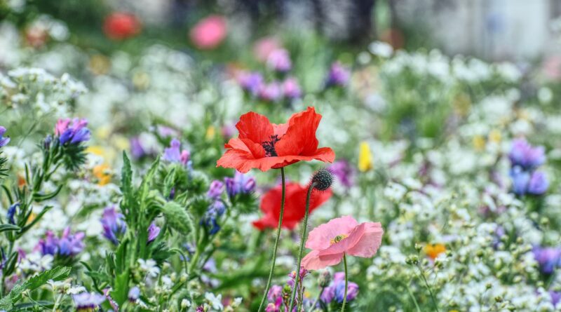 Earthship Wachsenberg