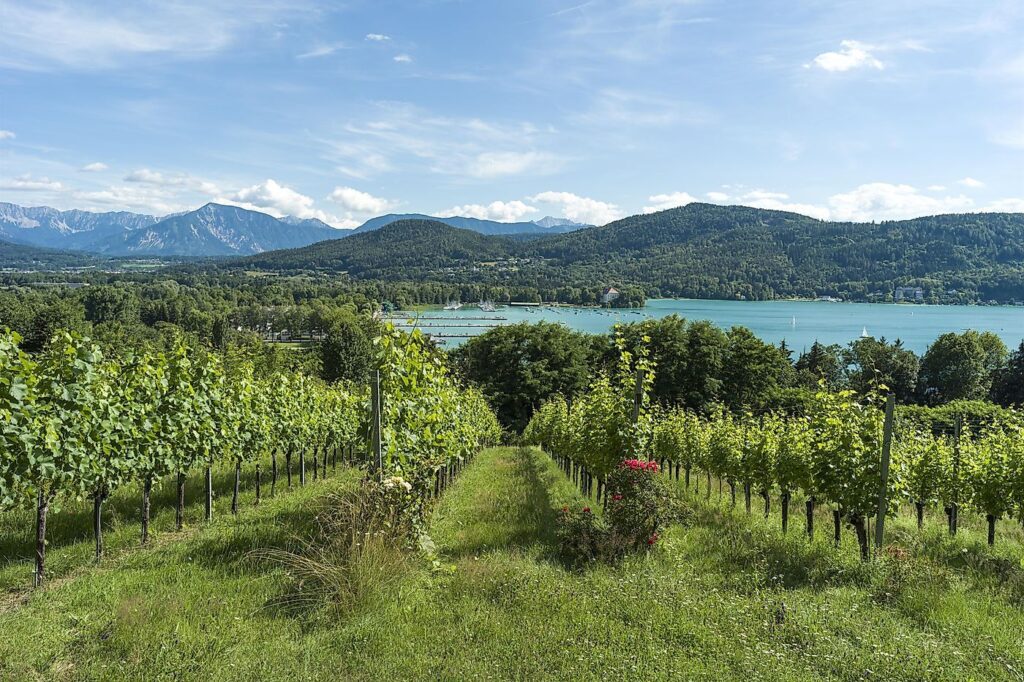 Spaziergang im Stadtweingarten