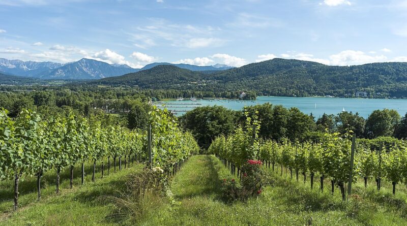 Spaziergang im Stadtweingarten