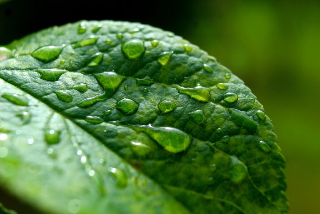 Die Regentrude