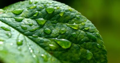Die Regentrude