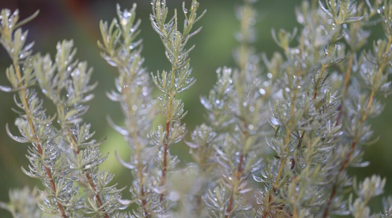 Kräuterwanderung mit Carmen