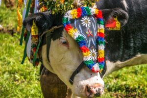 Almabtrieb in Bad Kleinkirchheim