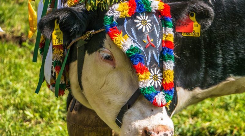 Almabtrieb - Gasthof Hinteregger