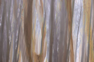 Vom Zauber des Waldes