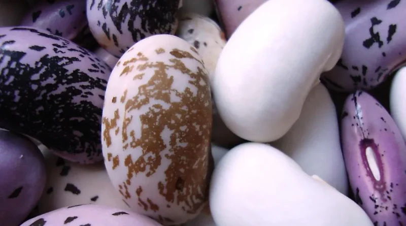 St. Margaretener Fisolenfest