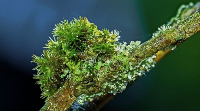 Samen des Friedens und der Hoffnung