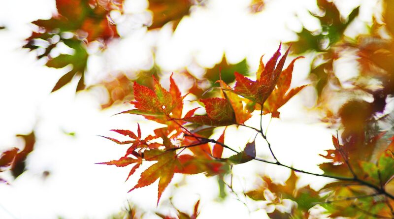 Herbstmesse Klagenfurt