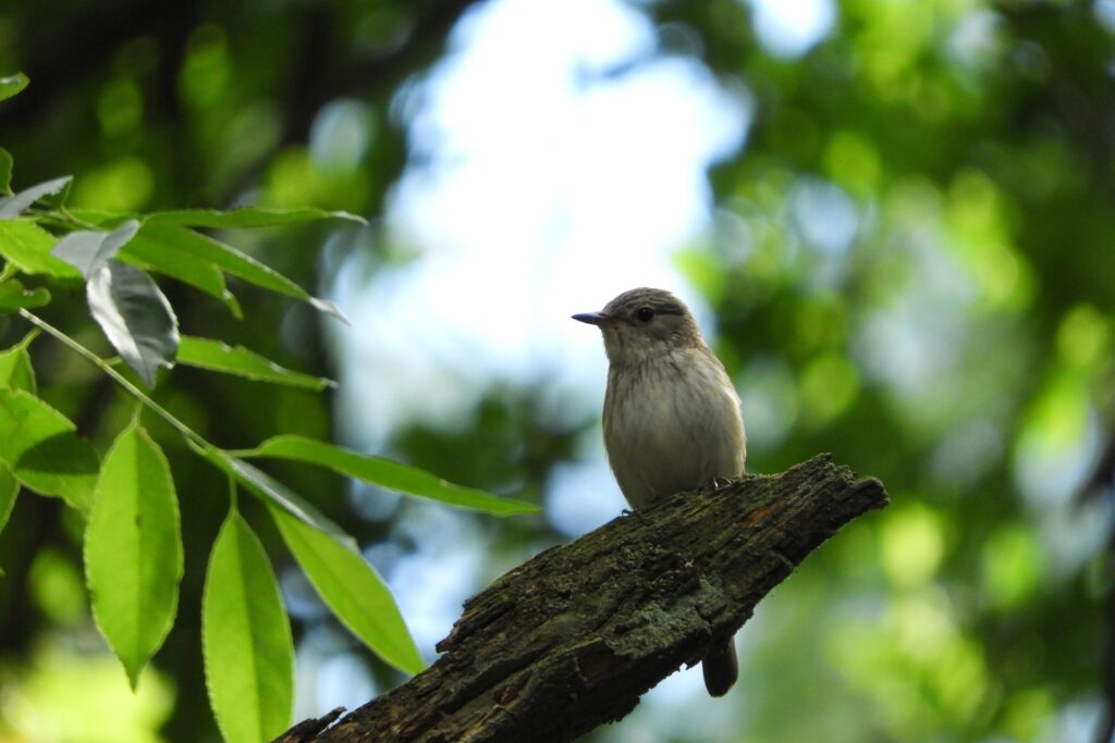 Mitmachaktion: Totholzhecke im Bleistätter Moor