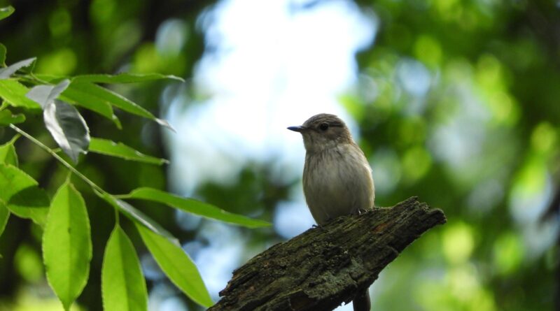 Totholzhecke - Bleistätter Moor