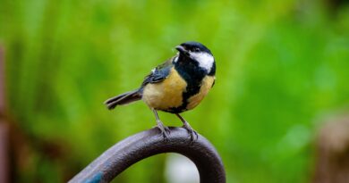 Vögel: Natur und Kultur