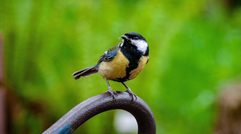 Vögel: Natur und Kultur