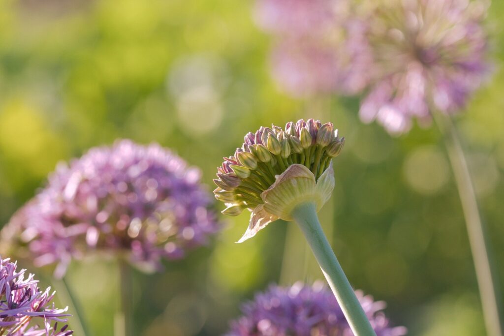 Die grünsten Talente