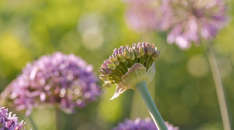 Die grünsten Talente