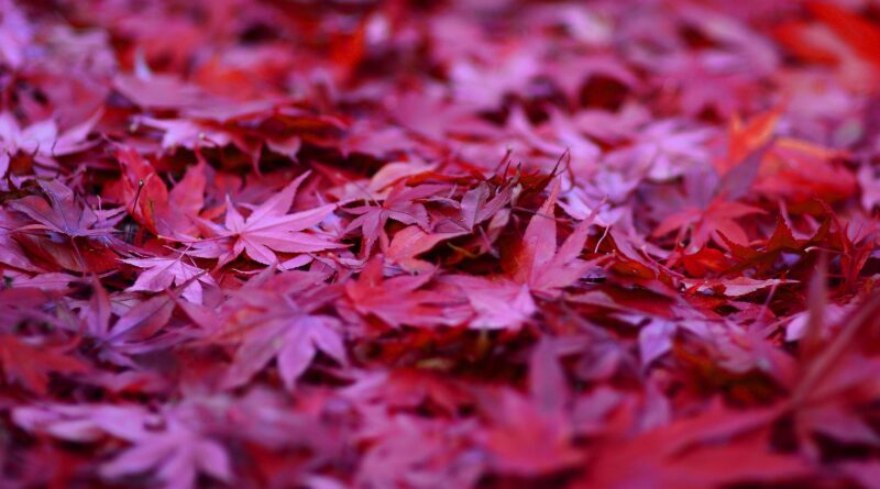 Warum fängt der Herbst an?