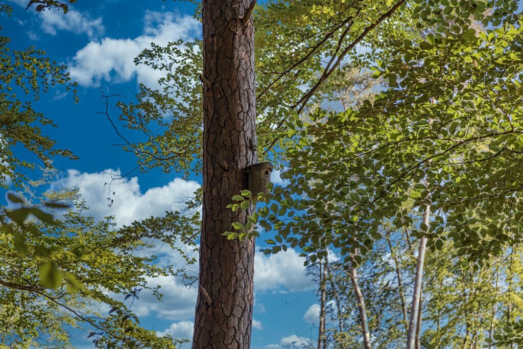 Borkenkäfer und klimafitter Wald