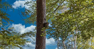 Borkenkäfer und klimafitter Wald