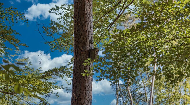 Borkenkäfer und klimafitter Wald