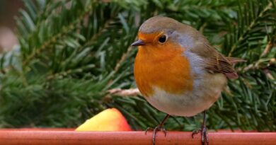 Eine vogelkundlich - musikalische Matinee