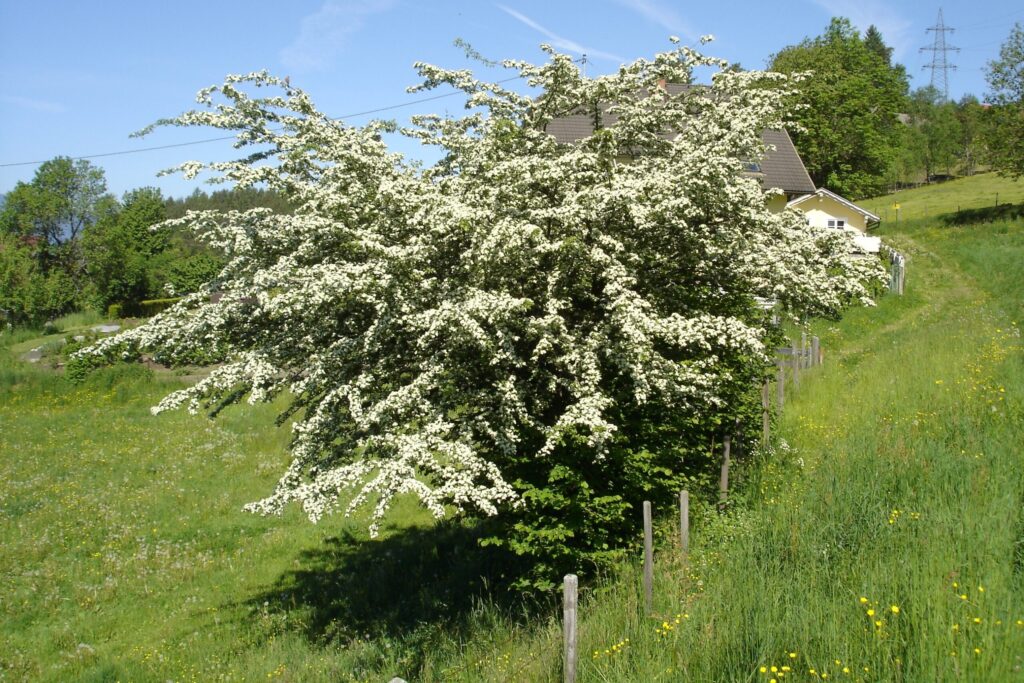 Kärntner Heckentag
