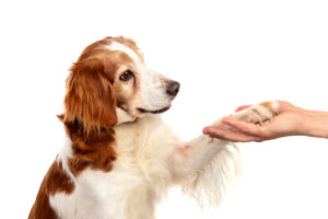 Medical Training für dein Haustier