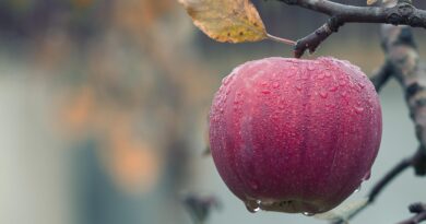 Thementag Obstvielfalt