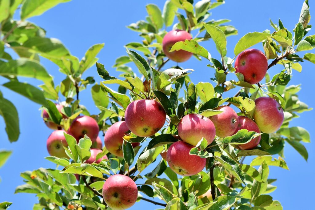 Kostenlose Verteilaktion: Klimafitte Bäume & hochstämmige Obstbäume