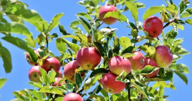 Kostenlose Verteilaktion: Klimafitte Bäume & hochstämmige Obstbäume