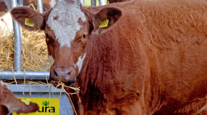 Tag der offenen Tür - HBLA Pitzelstätten