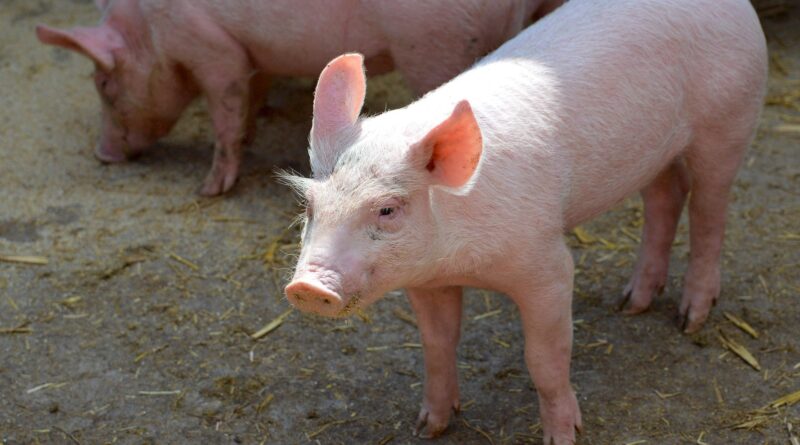 2. Katschberger Sautanz