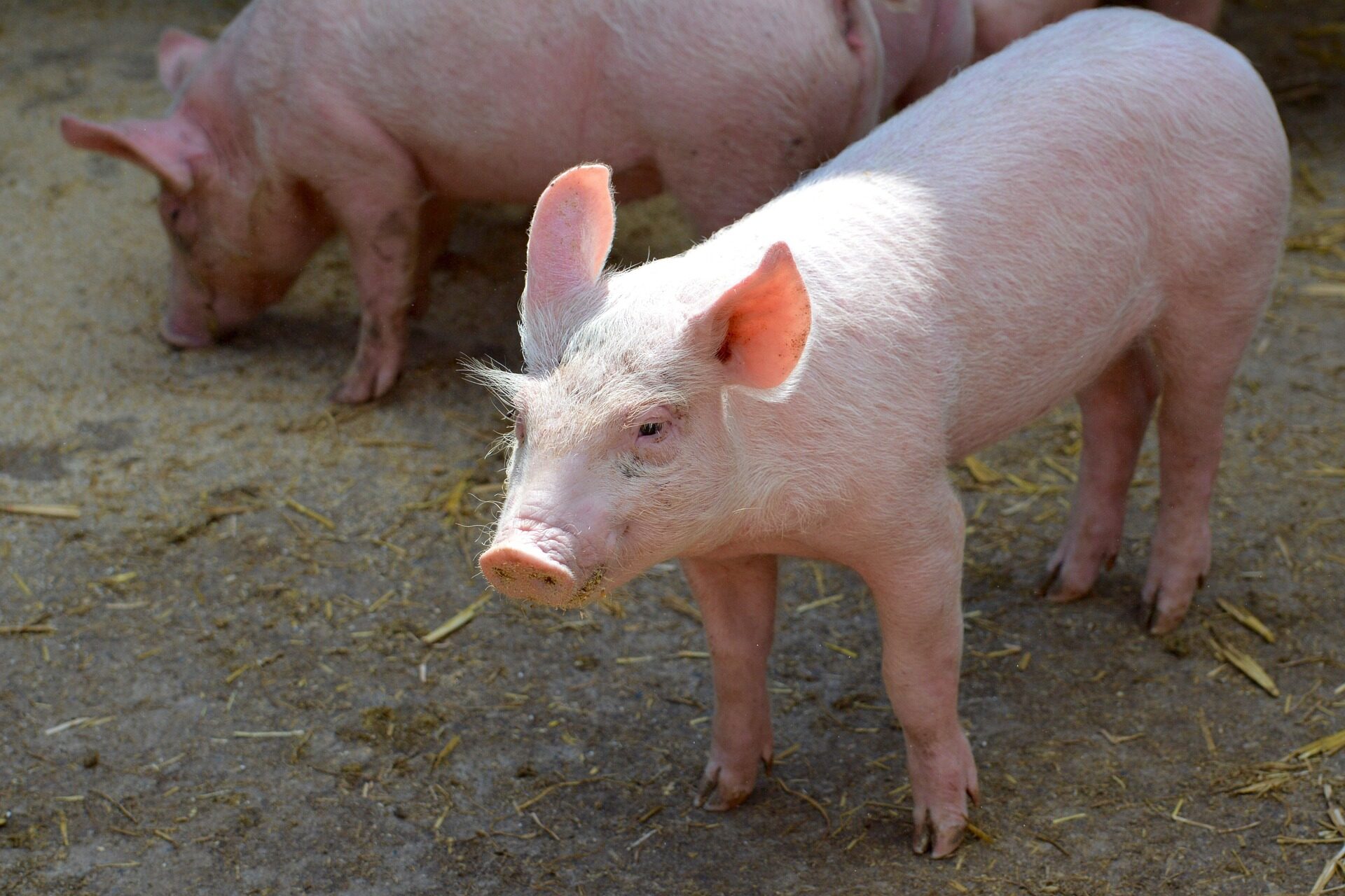 2. Katschberger Sautanz