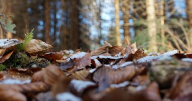 Kreativ Waldbaden