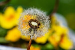 Die Natur in der Kunst – 3 Abende