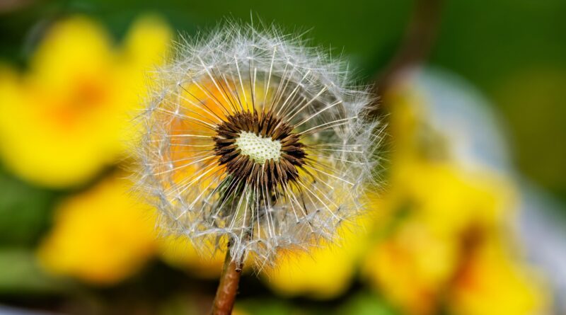 Die Natur in der Kunst