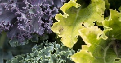 „Vom Teller zur Gesundheit“ in Hermagor