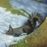 Überwinterungsstrategien der heimischen Tier- und Pflanzenwelt