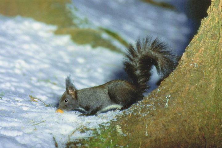 Überwinterungsstrategien der heimischen Tier- und Pflanzenwelt