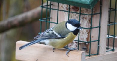 Wintervogelzählung