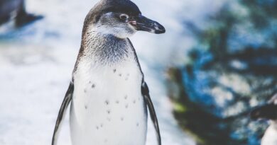 Kinderparty auf der Schulwiese