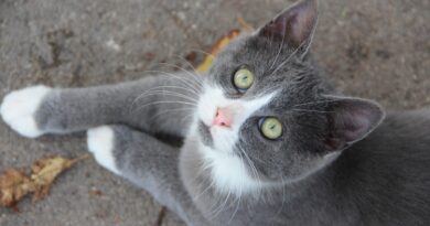 Katzen verstehen