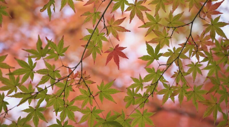 TOG Chöd - Schwert der Weisheit