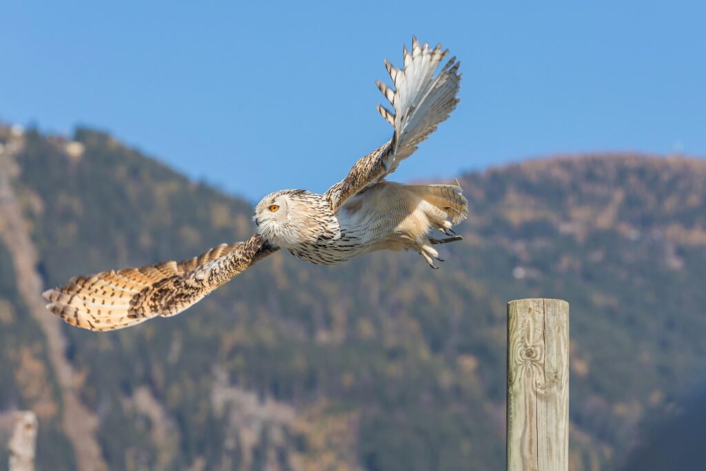 Vergünstigte Kärnten Card