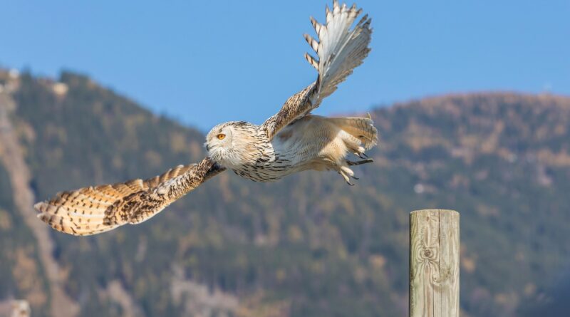 Vergünstigte Kärnten Card