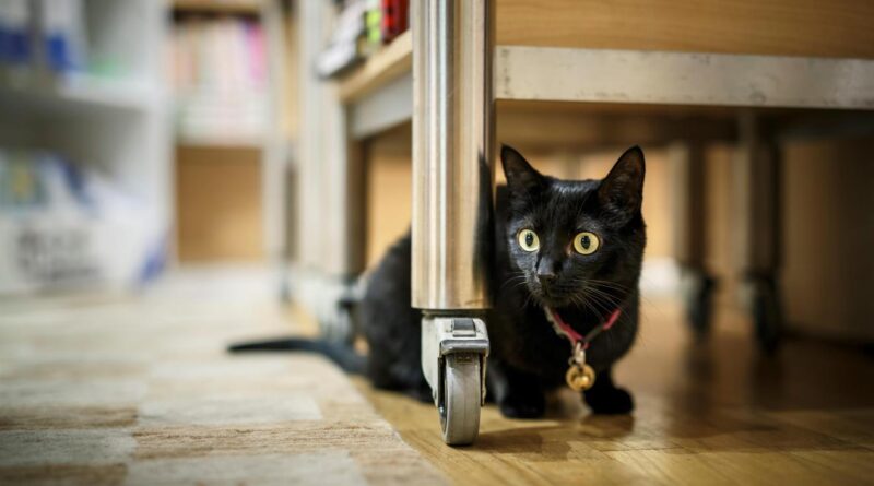 Vorlesestunde mit Anna Gentilini