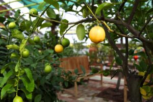 Genusstage im Bio-Zitrusgarten