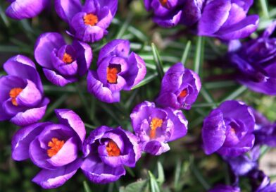 Ist das persönliche Glück im Garten zu finden?