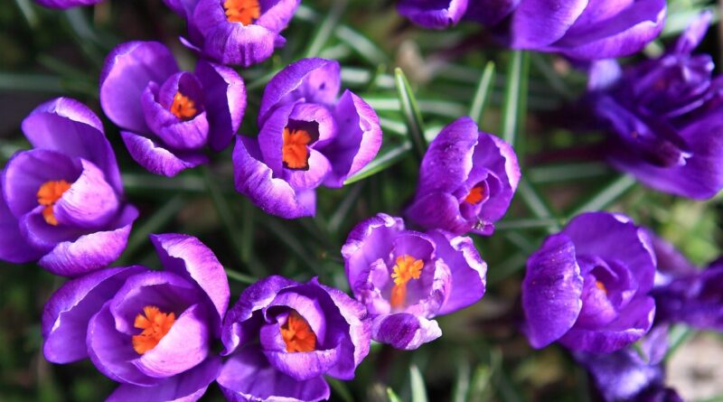 Ist das persönliche Glück im Garten zu finden?
