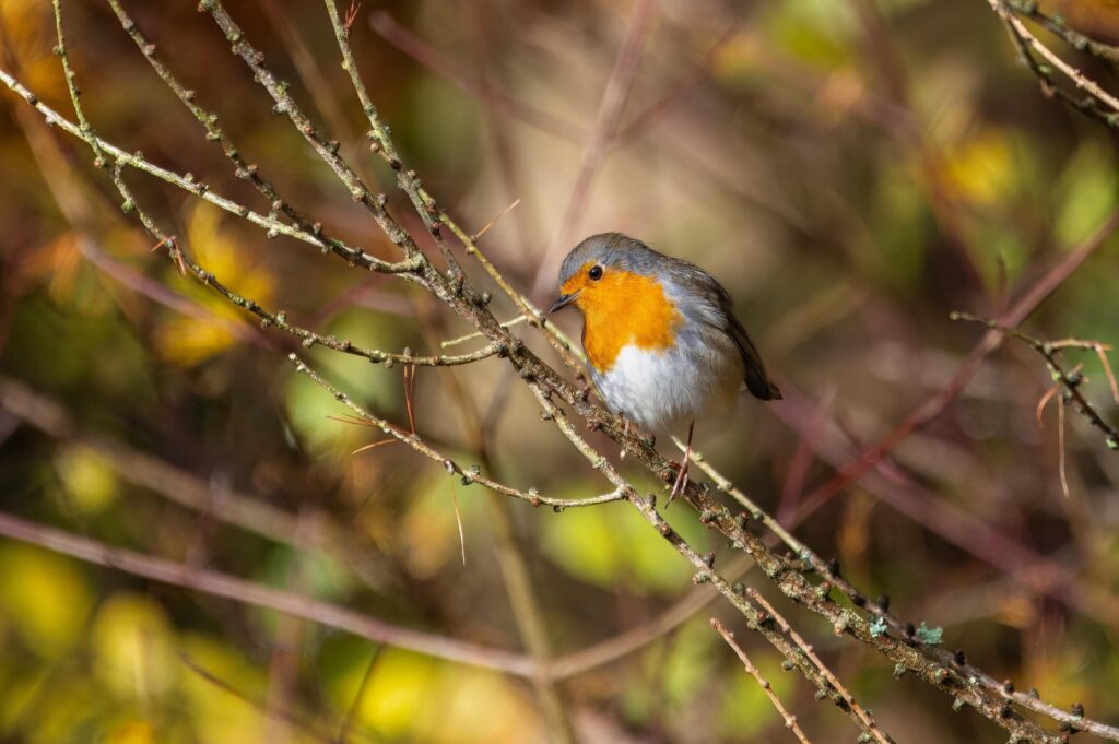 Vogelbeobachtungs-Touren